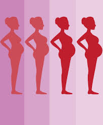 Internal organs of the human body. How Organs Move During Pregnancy Gif