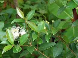 Image result for Eugenia sp. A