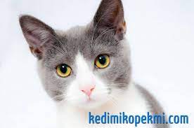 cat cats kedi kediler pets cats cat care cat photography