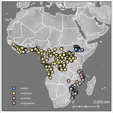 Image result for Coffea zanguebariae