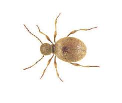 Provided to youtube by idjdigital limiteddur i mol · zeljko mitrovic · berklee groovezeljko mitrovic & berklee groove℗ 2012 city recordsreleased on: Almindelige Insektarter I Levnedsmidler Rentokil Skadedyrskontrol