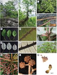 Image result for Droguetia iners