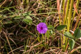 Image result for Tricliceras mossambicense