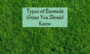 Types Of Bermuda Grass And Best Varieties For Lawn Hay Golf In 2020 Bermuda Grass Bermuda Grass Seed Types Of Grass