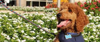 Only then are the dog and its handler certified as a team. Puppy Love Training Training And Obedience Classes For Your Puppy Serving College Station And Bryan Texas