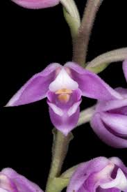 Image result for Polystachya valentina