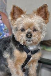 Black And Tan Yorkie Full Grown Pin On Dogs Breed