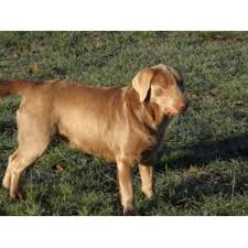 Australian labradoodle puppies available now. Full Choke Labradors Labrador Retriever Breeder In Philomath Oregon