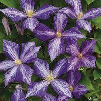 An unusual clematis with creamy white petals, a rosette of purple sepals with a pistachio green centre. Clematis Viennetta Von Bakker Auf Blumen De Kaufen