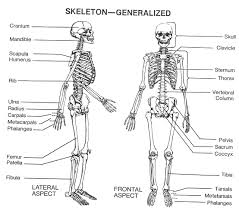 Learn vocabulary, terms, and more with flashcards, games, and other study tools. Pin On Bones