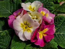 Maybe you would like to learn more about one of these? Sweet 16 Sakata Ornamentals