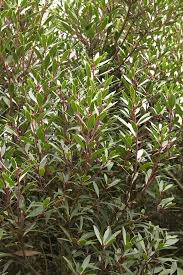 Image result for Drypetes sclerophylla