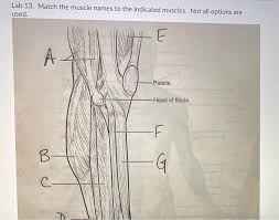 This is not a complete list of side effects and others may occur. Lab 13 Match The Muscle Names To The Indicated Chegg Com