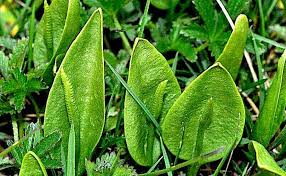 Image result for Ophioglossaceae