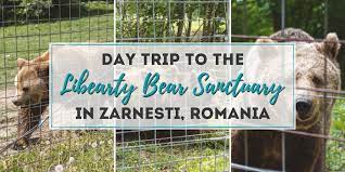 Due to the libearty bear sanctuary from zarnesti, the captive bears in romania, can spend the rest of their lives in their natural environment, away from. Day Trip To The Libearty Bear Sanctuary Zarnesti From Brasov