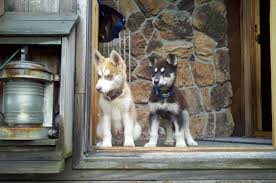 Not sure with younger kids. Kimuktuk Siberian Huskies Alaskan Huskies