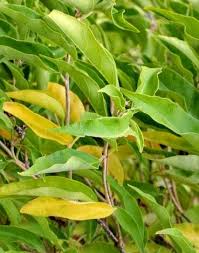 Image result for Volkameria glabra