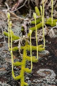 Image result for Lycopodium