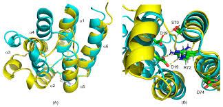 A wide variety of talon systems options are available to you, such as local service location, applicable industries, and showroom location. Ijms Free Full Text Pea 15 C Terminal Tail Allosterically Modulates Death Effector Domain Conformation And Facilitates Protein Protein Interactions Html
