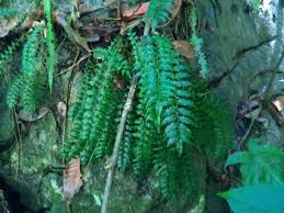 Image result for Lomariopsis warneckei