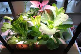 Ikea Hydrokultursystem Im Beetfreunde Test Teil 4 Jetzt Wird Geerntet Beetfreunde De