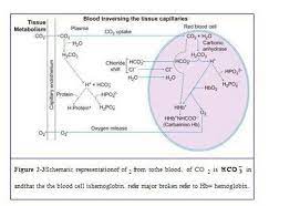 Buffer System Of Blood And Exchange Of Oxygen And Carbon Dioxide Flashcards Quizlet