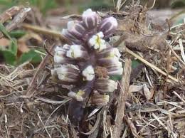 Image result for Geigeria burkei