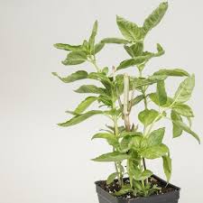 Herbal supplements for cats all departments alexa skills amazon devices amazon global store amazon pantry amazon warehouse deals apps & games baby beauty books car & motorbike cds & vinyl classical music clothing computers. Herbs Safe For Pets The Growers Exchange