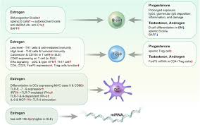 Frontiers | Sex hormones affect the pathogenesis and clinical  characteristics of systemic lupus erythematosus