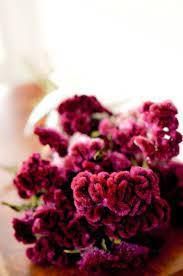 25 Off Dried Burgundy Cockscomb Burgundy Cockscomb Dried Etsy Dried Flowers Floral Arrangements Diy How To Preserve Flowers