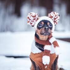 E oltre alla divertente possibilità di comprare un costume di i meriti dei vestiti per cani. I Vestiti Per Cani Sono Necessari