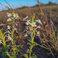 Image result for Crinum stuhlmannii