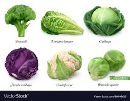Cabbages And Lettuce Leaf Vegetables Realistic Vector Image On Vectorstock In 2020 Leaf Vegetable Cabbage Vegetables