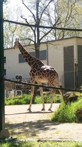 Pin By Smile On Frankfurt Germany Zoo Zoo Animals Giraffe