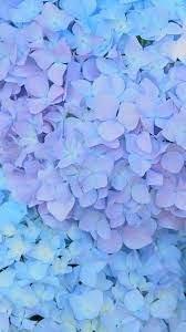 Wallpaper Hydrangea Wallpaper Flower Wallpaper Beautiful Flowers Wallpapers