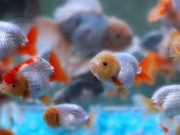 East Coast Ranchu Goldfish Live Stream Cam 2 Youtube Goldfish Planted Aquarium Tropical Fish