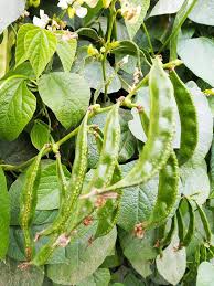 Image result for Dolichos