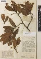 Image result for Monotes africanus