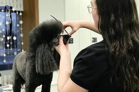 This is an association for dog groomers which is a valuable source of information. About Rio Grooming School Rio Grooming In Hastings Mn