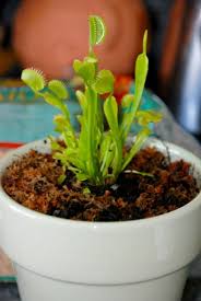 How To Grow And Care For Venus Flytraps Venus Fly Trap Plants Carnivorous Plants