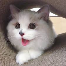 Hurricane dorian was the most powerful tropical cyclone on record to strike. 900 Cat Dog Ideas Cute Animals Cute Cats Cats And Kittens