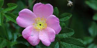 Flowers native to western pennsylvania. Article