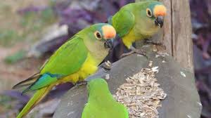 Peach fronted conures can be housed and bred in a suspended cage. Breeding Of The Peach Fronted Conure Part I Parrots Daily News
