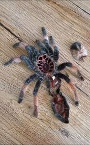 Seladonia was originally described by carl ludwig koch, in brazil in 1841, as mygale seladonia.in 1850 he changed its name to typhochlaena seladonia; Best 30 Tarantulas Fun On 9gag