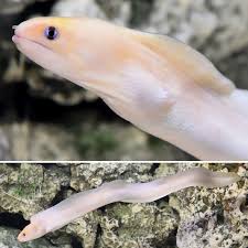 Moray eel's profile including the latest music, albums, songs, music videos and more updates. Dwarf Moray Eel Saltwater Aquarium Fish For Marine Aquariums