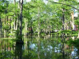 47+ louisiana scenery wallpaper on wallpapersafari. Hd Wallpaper Swamp On Forest Cypress Lake Water Landscape Louisiana Usa Wallpaper Flare