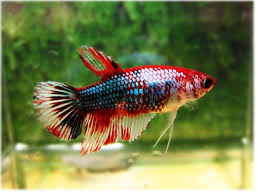Aquabid Com Item Fwbettashm1381845649 Female Hm Fancy Nice Ends Tue Oct 15 2013 09 00 49 Am Cdt Betta Betta Fish Betta Tank