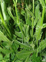 Image result for Eschenbachia stricta