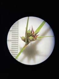 Image result for Scleria nyasensis