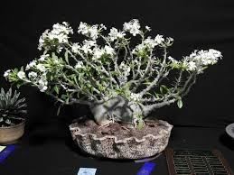 Image result for Pachypodium saundersii